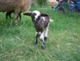 /album/beeeee/snimek-024-jpg/